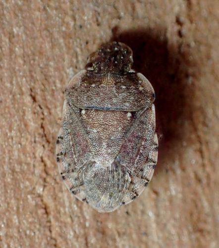 Réf. 222 157 : Sciocoris sideritidis